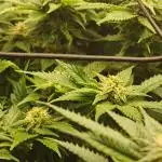 Critical Photoperiod - First Grow!