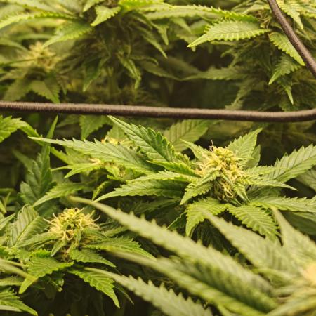 Critical Photoperiod - First Grow!