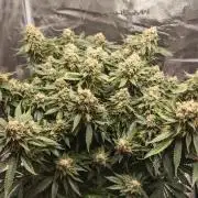 Critical Photoperiod - First Grow!