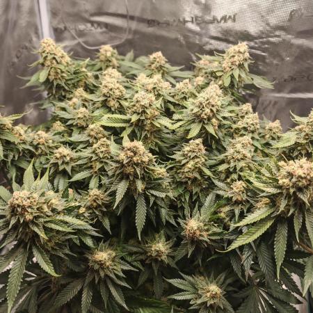 Critical Photoperiod - First Grow!