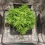 Critical Photoperiod - First Grow!