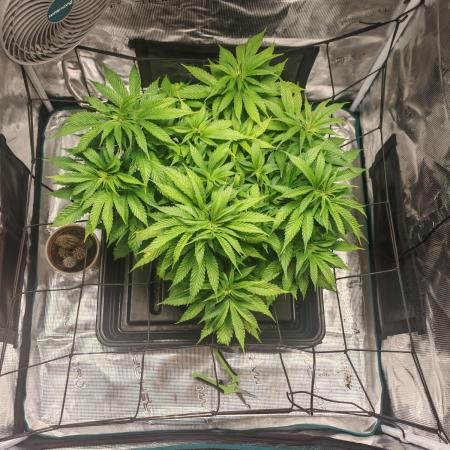Critical Photoperiod - First Grow!