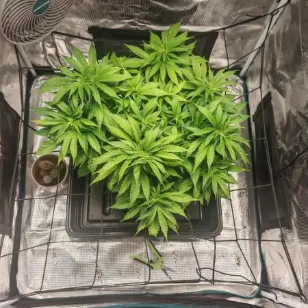 Critical Photoperiod - First Grow!