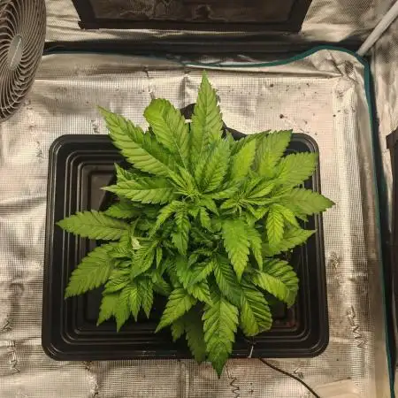 Critical Photoperiod - First Grow!