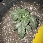 Mephisto grow