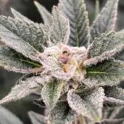 NYC Diesel von Soma Living Soil 50g/30L