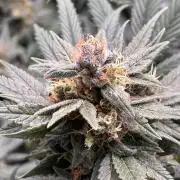 Chemdog - Sativa Phäno?!