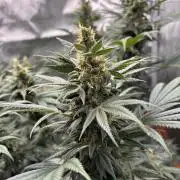 Chemdog - Sativa Phäno