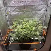 NYC Diesel von Soma Living Soil 50g/30L