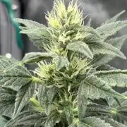Chemdog - Sativa Phäno