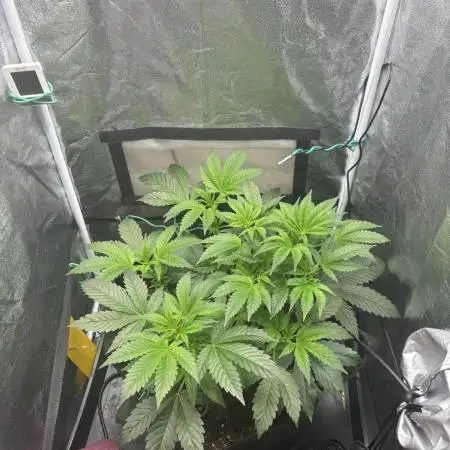 NYC Diesel von Soma Living Soil 50g/30L