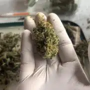 Amnesia Haze