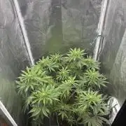 Soma Haze
