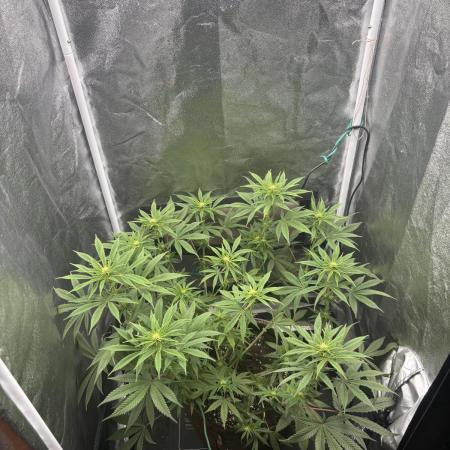 Soma Haze