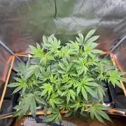 NYC Diesel von Soma Living Soil 50g/30L