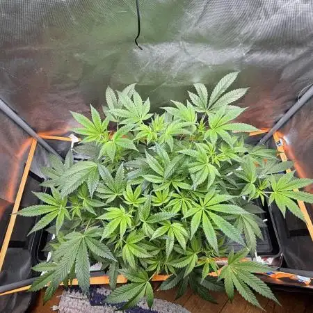 NYC Diesel von Soma Living Soil 50g/30L