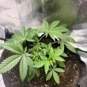 GG4 S1