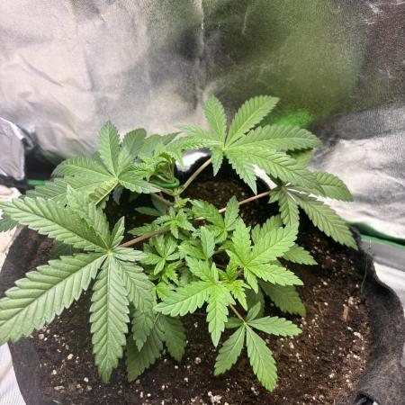 GG4 S1
