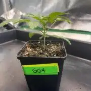GG4 S1