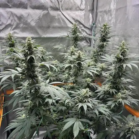 Chemdog - Sativa Phäno