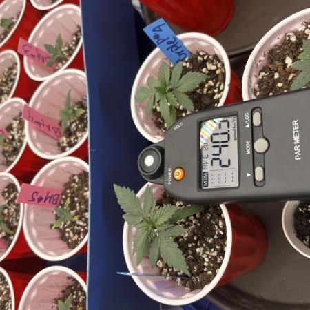 10x5 Grow Tent with 5 Barney’s Farm Strains!!!