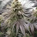 Humbold grow