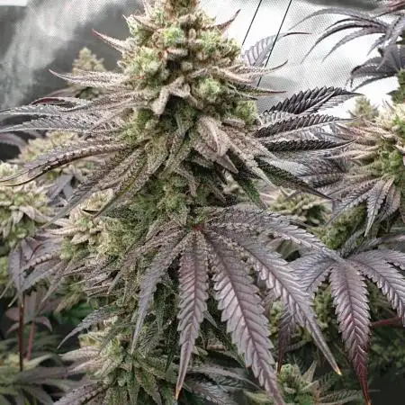 Humbold grow