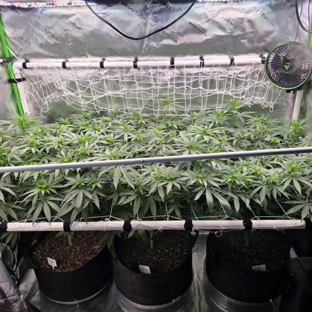 Gorilla Cookies/Orange Sherbet FF fun