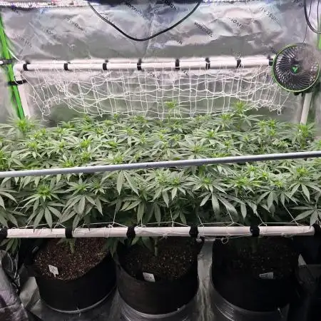 Gorilla Cookies/Orange Sherbet FF fun