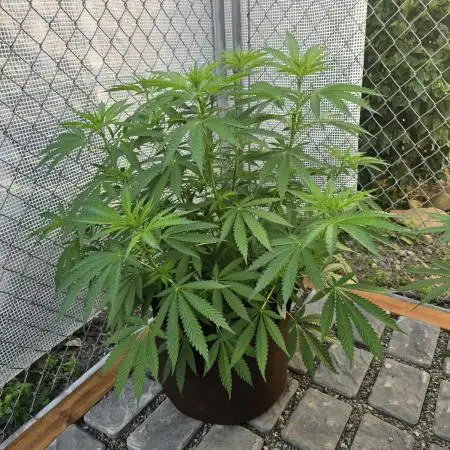 Gorilla Cookies Mutant