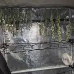 Orange Sherbert FF Clones