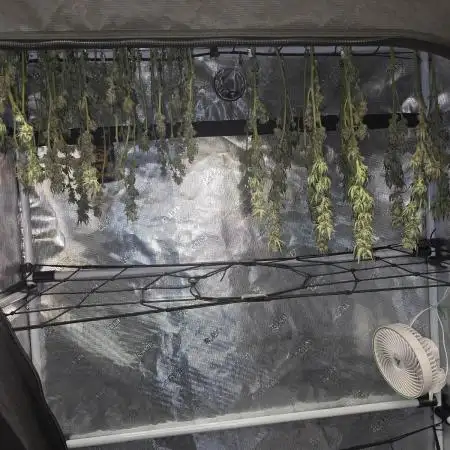 Orange Sherbert FF Clones
