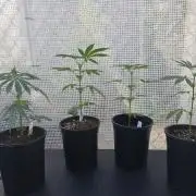 Black Sugar 2.0 clones