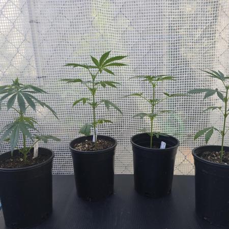 Black Sugar 2.0 clones