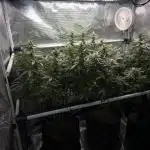 Orange Sherbert FF Clones