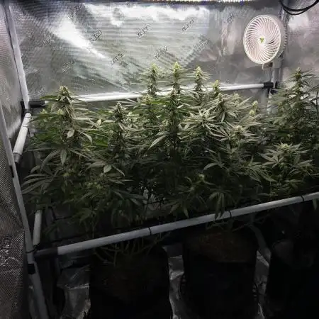 Orange Sherbert FF Clones