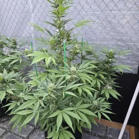 Gorilla Zkittlez