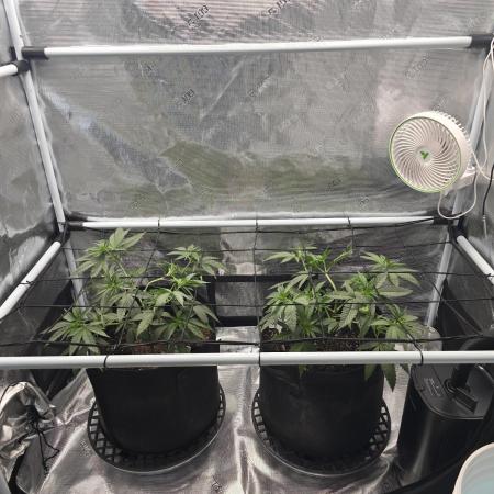 Orange Sherbert FF Clones