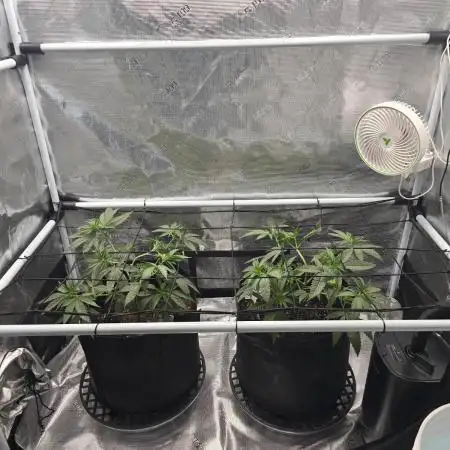 Orange Sherbert FF Clones