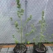 Greenhouse Autos