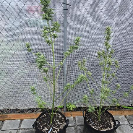 Greenhouse Autos
