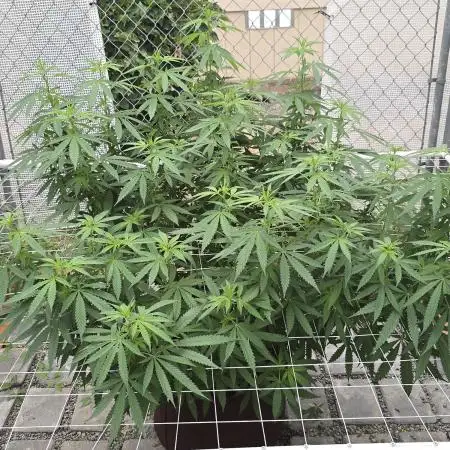 Gorilla Cookies Mutant
