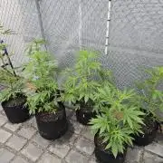 Greenhouse Autos