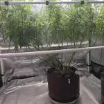 Gorilla Cookies Mutant