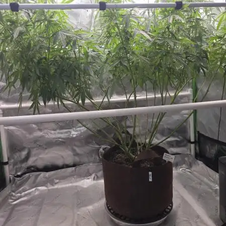 Gorilla Cookies Mutant