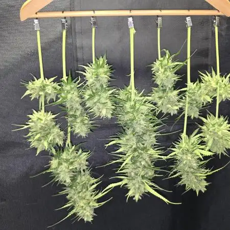 Gorilla Zkittlez