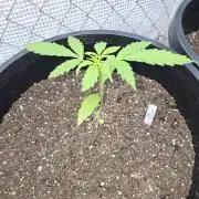 Super Lemon Haze Auto
