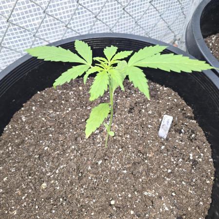 Super Lemon Haze Auto