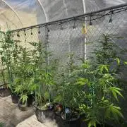 Greenhouse Autos
