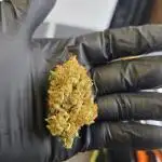 Gorilla Zkittlez